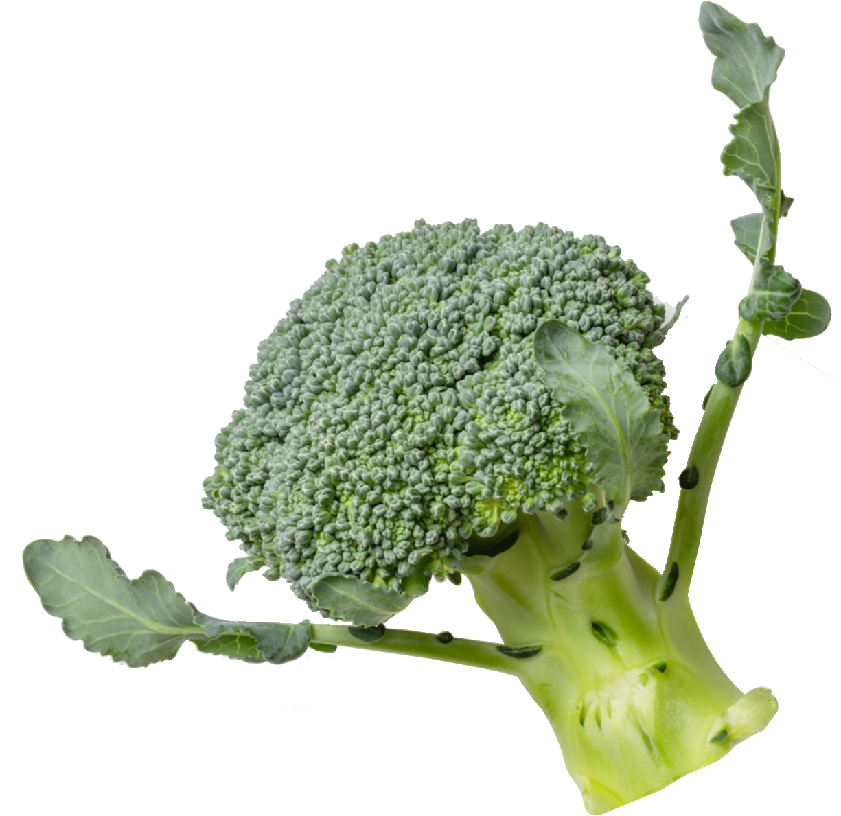 broccoli Image